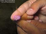 Porto Pino foto subacquee - 2012 - Verme platelminta rosa (Prostheceraeus giebrecthii) confrontato ad un dito