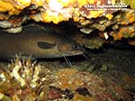 Porto Pino foto subacquee - 2012 - Musdea, o Mostella (Phycis phycis)
