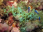Porto Pino foto subacquee - 2012 - Alga a nastro a forcelle o dicotoma (Dictyota dichotoma)