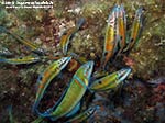 Porto Pino foto subacquee - 2012 - Donzelle pavonine (Thalassoma pavo) che predano le uova delle castagnole