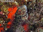 Porto Pino foto subacquee - 2012 - Il muso simpatico e inconfondibile della bavosa ruggine (Parablennius gattorugine)