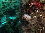 Porto Pino foto subacquee - 2012 - Bavosa ruggine (Parablennius gattorugine)