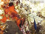 Porto Pino foto subacquee - 2012 - Piccolo peperoncino (Tripterygion melanurus?)