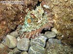 Porto Pino foto subacquee - 2012 - Polpo (Octopus vulgaris) pronto a chiudere la sua tana con sassolini