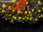 Porto Pino foto subacquee - 2012 - Madrepore gialle (Leptopsammia pruvoti)