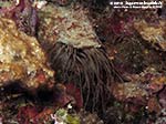 Porto Pino foto subacquee - 2012 - Cerianto (Cerianthus membranaceus) nel suo tubo membranaceo