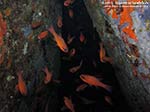 Porto Pino foto subacquee - 2012 - Re di Triglie (Apogon imberbis), piccoli pesci che amano l'oscurit&agrave;