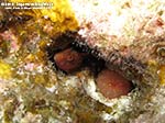 Porto Pino foto subacquee - 2012 - Piccola bavosa (Parablennius sp.)