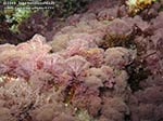 Porto Pino foto subacquee - 2012 - Alga a scopetta (Stypocaulon scoparium?), assai diffusa