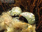 Porto Pino foto subacquee - 2012 - Due murici di tipo Stramonita haemastoma (noti come bocconi)