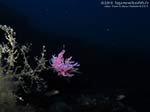 Porto Pino foto subacquee - 2012 - Due nudibranchi flabellina (Flabellina affinis) in accoppiamento