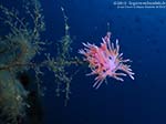 Porto Pino foto subacquee - 2012 - Due nudibranchi flabellina (Flabellina affinis) in accoppiamento