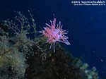 Porto Pino foto subacquee - 2012 - Due nudibranchi flabellina (Flabellina affinis) in accoppiamento