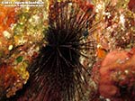 Porto Pino foto subacquee - 2012 - Riccio diadema, o corona, o a spine lunghe (Centrostephanus longispinus), 20 cm