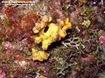 Porto Pino foto subacquee - 2012 - Spugna Axinella verrucosa