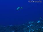 Porto Pino foto subacquee - 2012 - Cernia dorata o Dotto (Epinephelus costae)