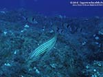 Porto Pino foto subacquee - 2012 - Cernia dorata o Dotto (Epinephelus costae)