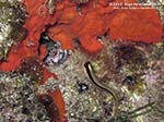 Porto Pino foto subacquee - 2012 - Minuscola bavosa bianca (Parablennius rouxi)