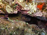 Porto Pino foto subacquee - 2012 - Murena (Muraena helena)