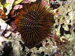 Porto Pino foto subacquee - 2012 - Riccio di mare (noto come riccio femmina), (Paracentrotus lividus)