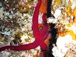 Porto Pino foto subacquee - 2012 - Stella serpente (Ophidiaster ophidianus), molto grande e comune