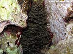 Porto Pino foto subacquee - 2012 - Anemone bruno (Aiptasia mutabilis)