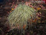 Porto Pino foto subacquee - 2012 - Grosso anemone di mare (Actinia viridis)