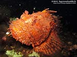 Porto Pino foto subacquee - 2012 - Grosso scorfano rosso (Scorpaena scrofa)