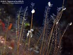 Porto Pino foto subacquee - 2012 - Idrozoi a piumetta (Eudendrium sp.a), cibo prediletto per molti nudibranchi