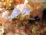 Porto Pino foto subacquee - 2012 - Un crinoide non molto frequente da queste parti, il giglio di mare (Antedon mediterranea)