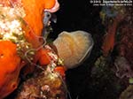 Porto Pino foto subacquee - 2012 - Ascidia aplidio (Aplidium elegans)