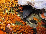Porto Pino foto subacquee - 2012 - Murena (Muraena helena) e falso corallo (Myriapora truncata)