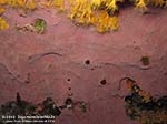 Porto Pino foto subacquee - 2012 - Spugna incrostante Hexadella racovitzai e margherite di mare (Parazoanthus axinellae)