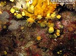 Porto Pino foto subacquee - 2012 - Madrepore gialle (Leptopsammia pruvoti)