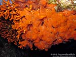 Porto Pino foto subacquee - 2012 - Spugna sanguigna (Hymeniacidon perlevis) che avvolge il falso corallo (Myriapora truncata)