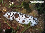 Porto Pino foto subacquee - 2012 - Nudibranco Vacchetta di mare (Discodoris atromaculata)