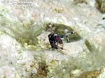 Porto Pino foto subacquee - 2012 - Piccolissimo paguro tubicolo (Calcinus tubularis), 1 cm