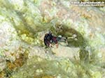 Porto Pino foto subacquee - 2012 - Piccolissimo paguro tubicolo (Calcinus tubularis), 1 cm 