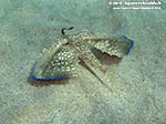 Porto Pino foto subacquee - 2012 - Pesce civetta (Dactylopterus volitans)