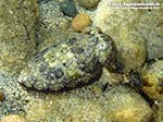 Porto Pino foto subacquee - 2012 - Piccola seppia comune (Sepia officinalis) durante il mimetismo