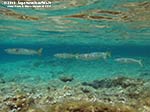 Porto Pino foto subacquee - 2012 - Muggini (Mugil cephalus) di grosse dimensioni