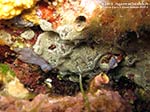 Porto Pino foto subacquee - 2012 - Ascidia incrostante a fiore (Botrylloides sp.) [?]