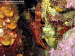 Porto Pino foto subacquee - 2012 - Crostaceo Galatea (Galathea strigosa o Galathea squamifera)