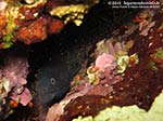 Porto Pino foto subacquee - 2012 - Murena (Muraena helena)