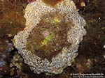 Porto Pino foto subacquee - 2012 - Grosso nudibranco Umbraculum (Umbraculum mediterraneum)
