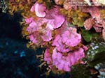 Porto Pino foto subacquee - 2012 - Alga calcarea mesofillo espanso (Mesophyllum expansum)