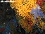 Porto Pino foto subacquee - 2012 - Margherite di mare (Parazoanthus axinellae)