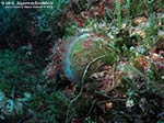 Porto Pino foto subacquee - 2012 - Alga a palla verde (Codium bursa) e alga caulerpa a grappoli (Caulerpa racemosa), molto presente e infestante