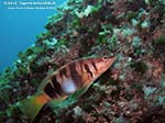 Porto Pino foto subacquee - 2012 - Sciarrano (Serranus Scriba)