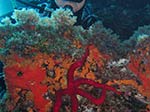 Porto Pino foto subacquee - 2012 - Stella serpente (Ophidiaster ophidianus) e margherite di mare chiuse